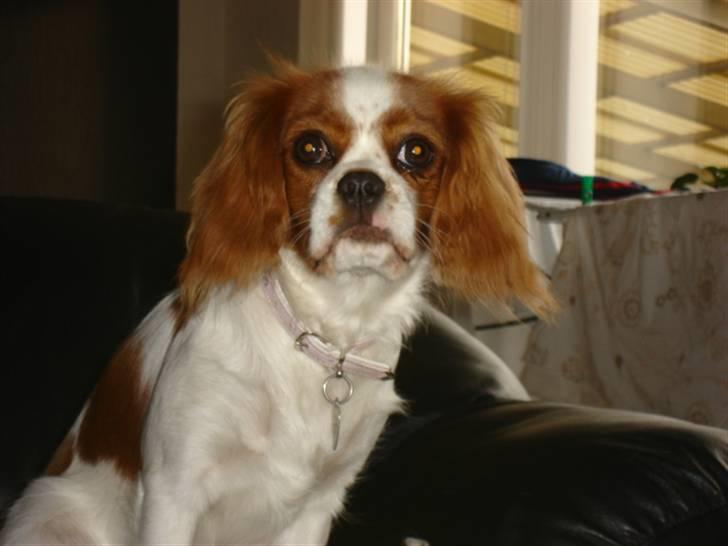 Cavalier king charles spaniel alberte - Er jeg ikke sød?? billede 3
