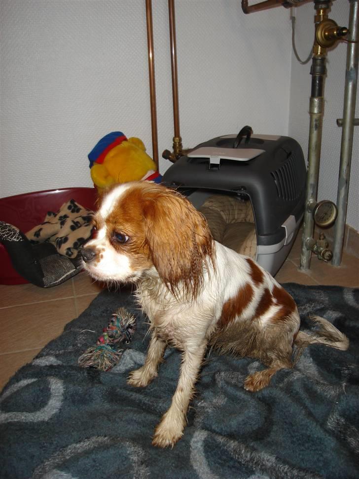 Cavalier king charles spaniel alberte - Her har jeg været ude at lege.. billede 4