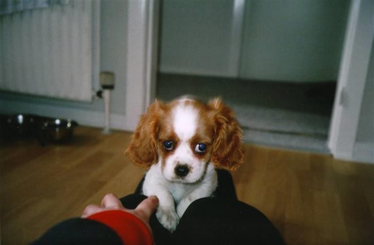 Cavalier king charles spaniel alberte - Mit førdste billede! billede 5