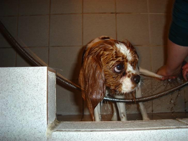 Cavalier king charles spaniel alberte billede 6