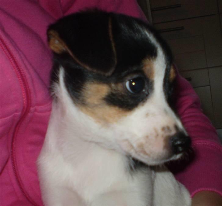 Dansk svensk gaardhund Frække Frida billede 1