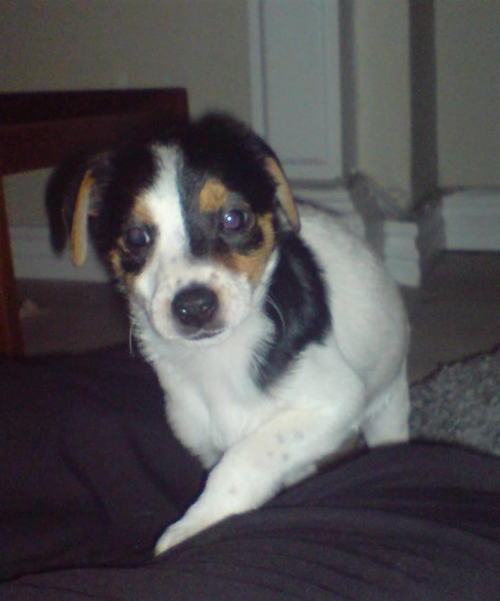 Dansk svensk gaardhund Frække Frida billede 2