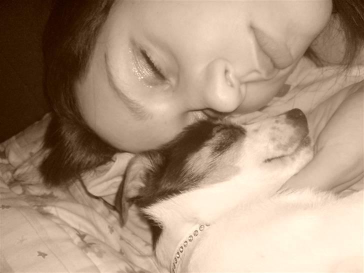 Dansk svensk gaardhund Frække Frida billede 3