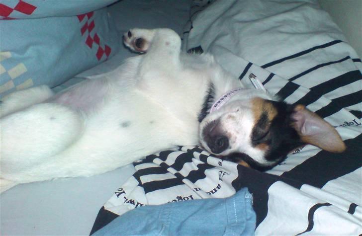 Dansk svensk gaardhund Frække Frida billede 4