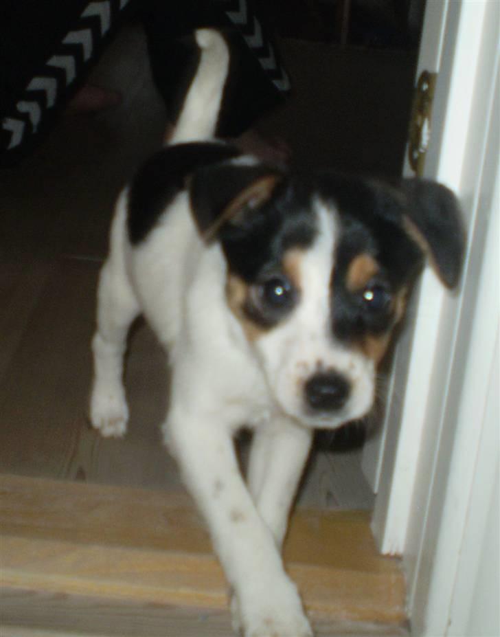 Dansk svensk gaardhund Frække Frida billede 5