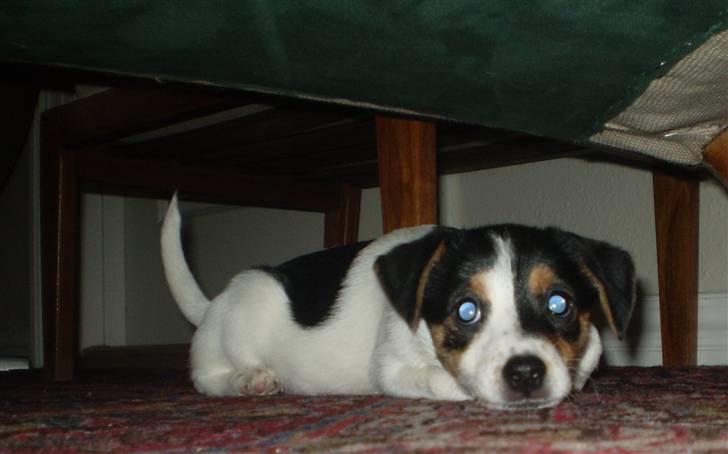 Dansk svensk gaardhund Frække Frida billede 6