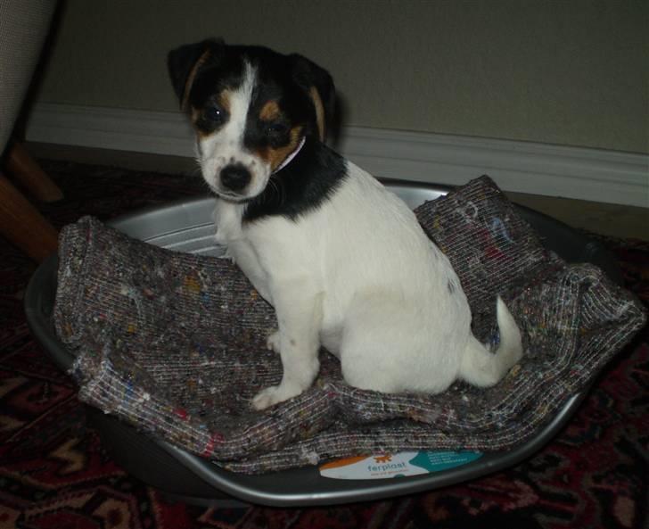 Dansk svensk gaardhund Frække Frida billede 7