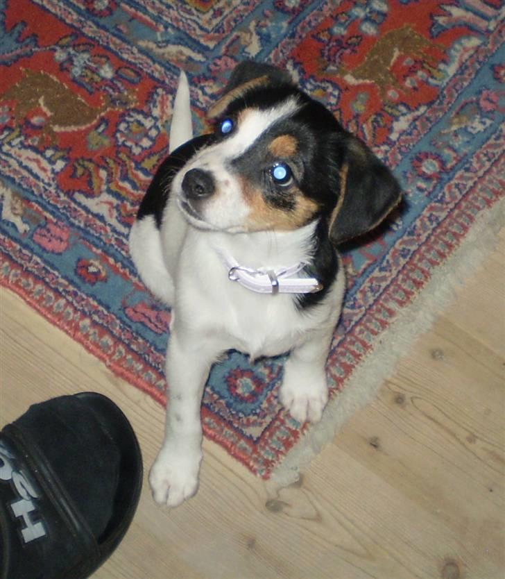 Dansk svensk gaardhund Frække Frida billede 8