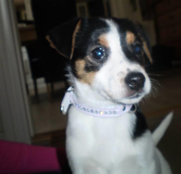 Dansk svensk gaardhund Frække Frida billede 9