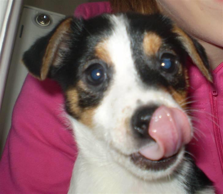 Dansk svensk gaardhund Frække Frida billede 10