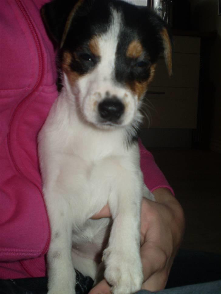 Dansk svensk gaardhund Frække Frida billede 11