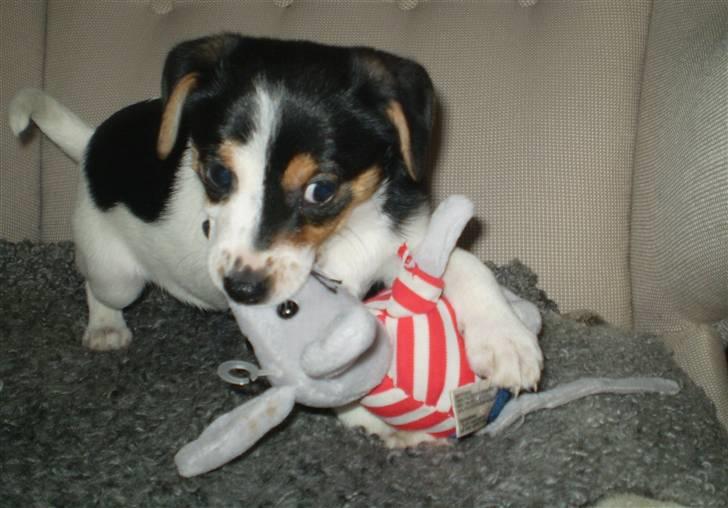 Dansk svensk gaardhund Frække Frida billede 12