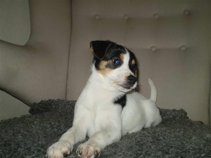 Dansk svensk gaardhund Frække Frida billede 13