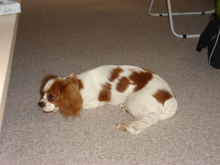Cavalier king charles spaniel alberte - Uhm godt med en lille godbid. billede 7