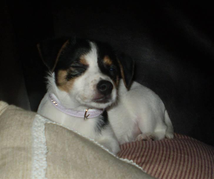 Dansk svensk gaardhund Frække Frida billede 14