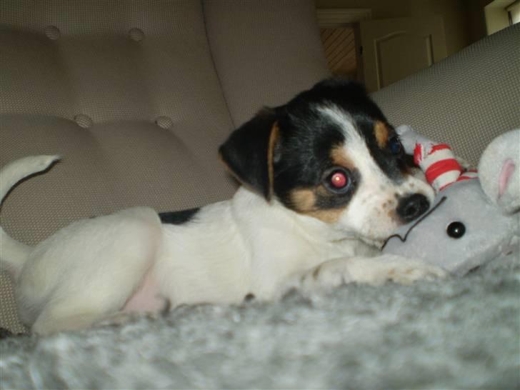 Dansk svensk gaardhund Frække Frida billede 15