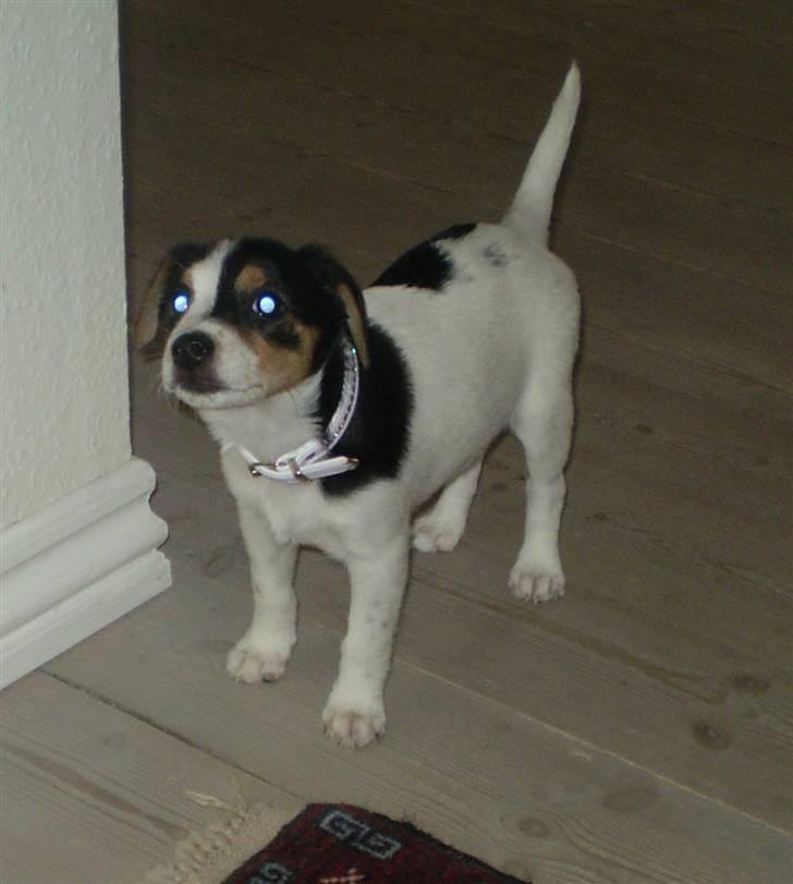 Dansk svensk gaardhund Frække Frida billede 16