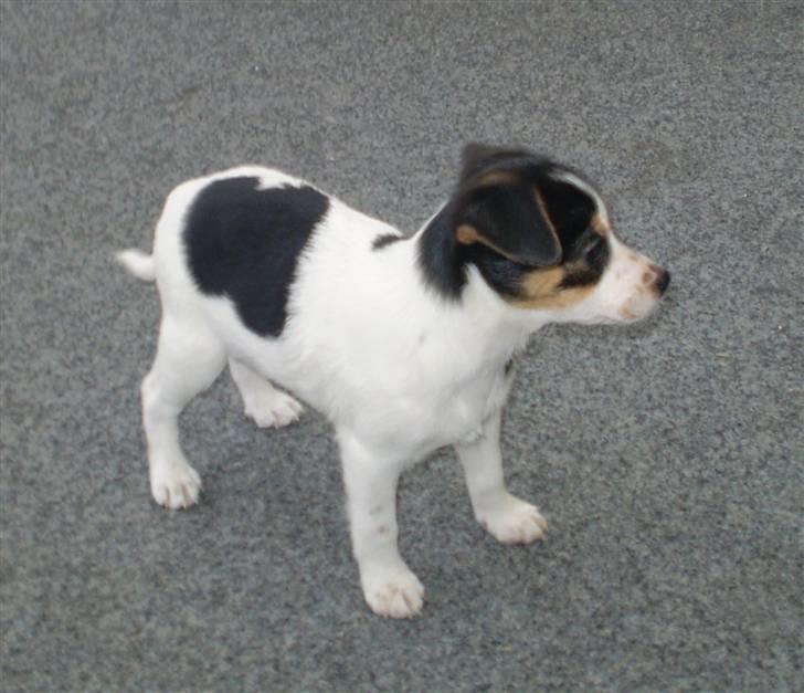 Dansk svensk gaardhund Frække Frida billede 17