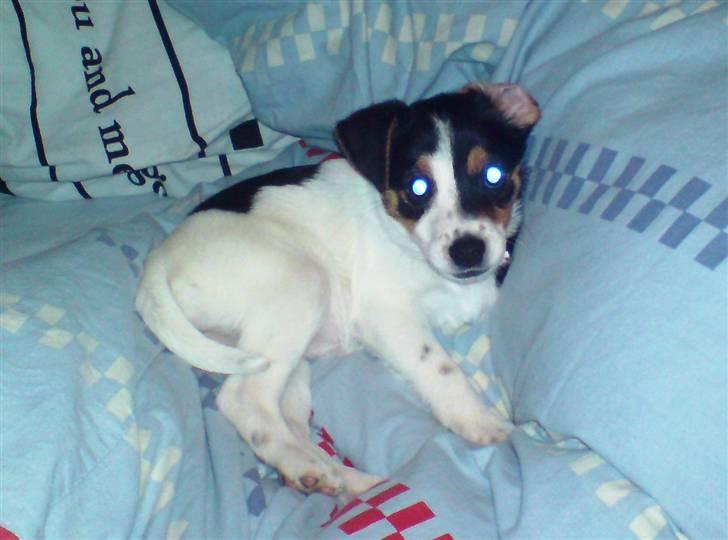 Dansk svensk gaardhund Frække Frida billede 18