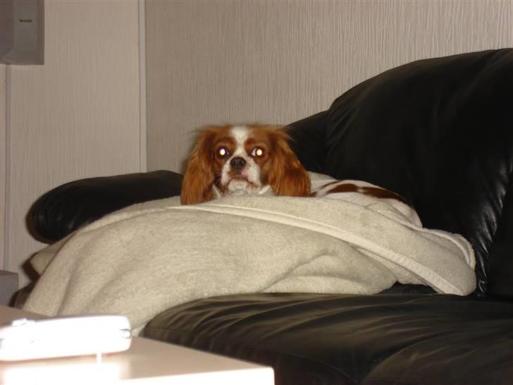 Cavalier king charles spaniel alberte - Er lidt træt. billede 8