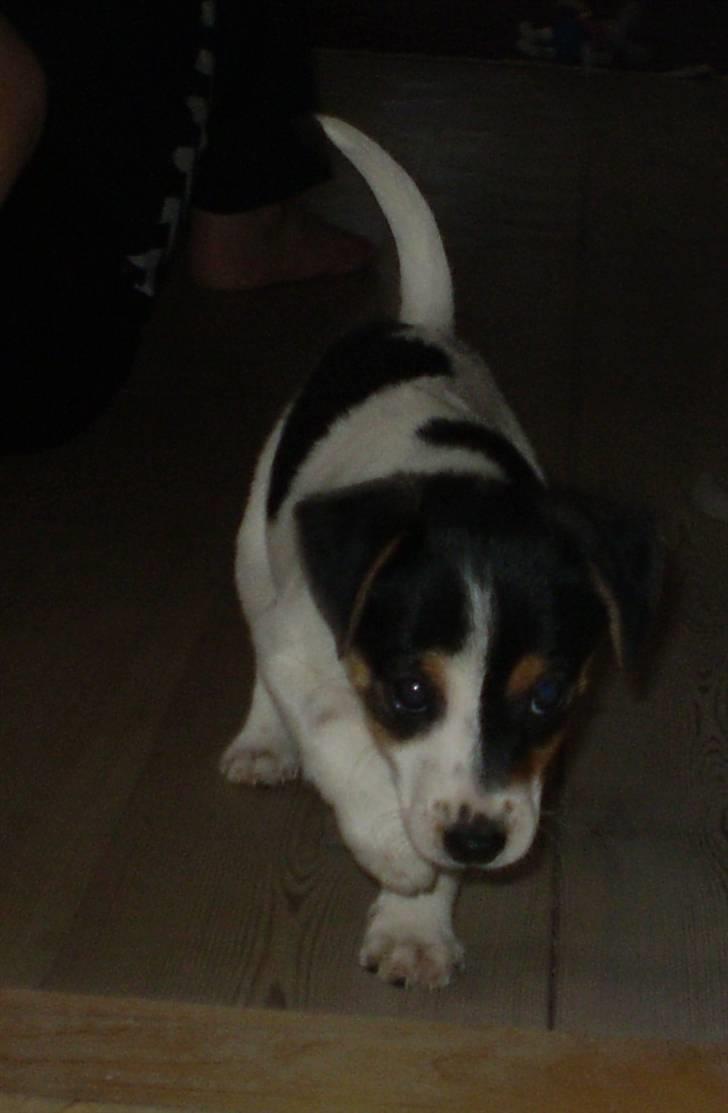 Dansk svensk gaardhund Frække Frida billede 19