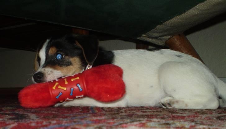 Dansk svensk gaardhund Frække Frida billede 20