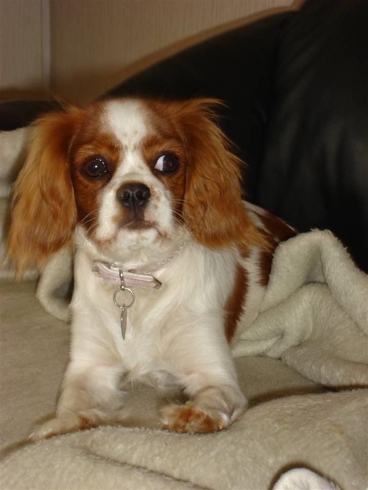 Cavalier king charles spaniel alberte billede 9