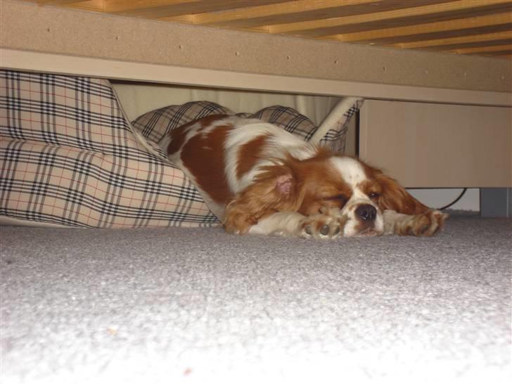 Cavalier king charles spaniel alberte - Ups er lige vældtet ud af min kurv.. billede 10