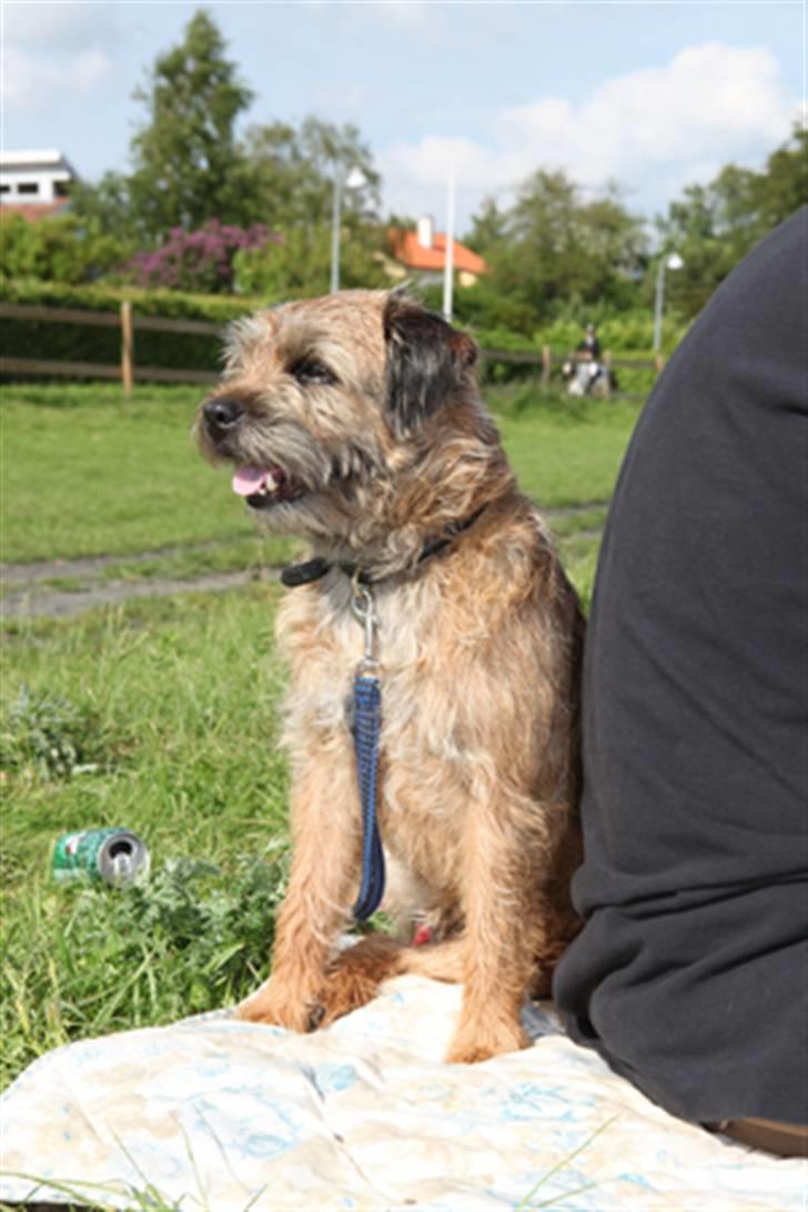 Border terrier hunters' house Elmer billede 19