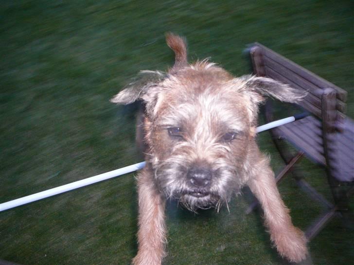 Border terrier hunters' house Elmer billede 20