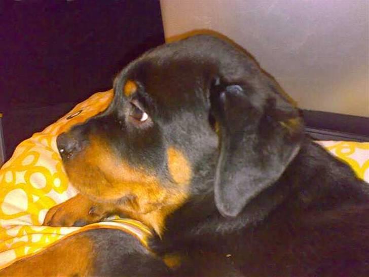 Rottweiler Basse - Jeg vokser og vokser, 12 uger. billede 8