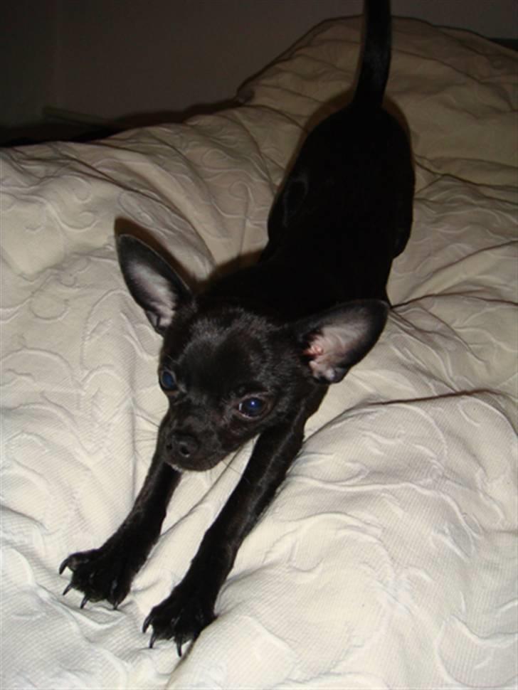 Chihuahua Armani billede 6