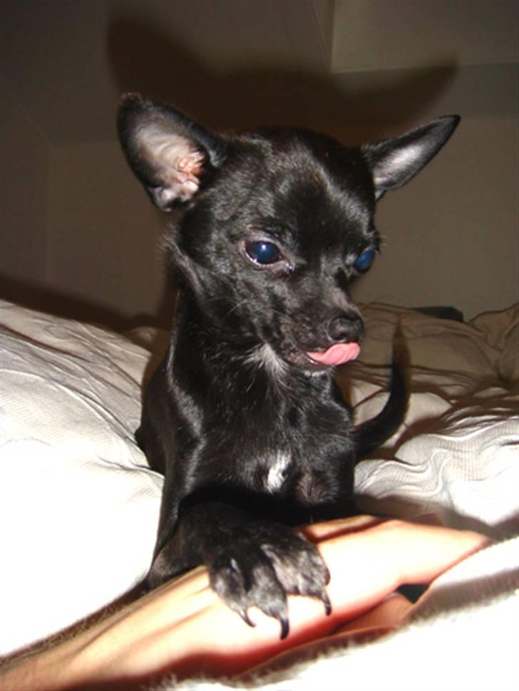 Chihuahua Armani billede 7