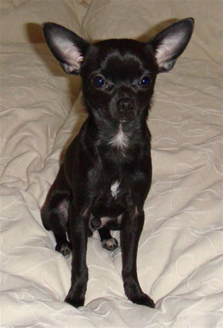 Chihuahua Armani billede 8