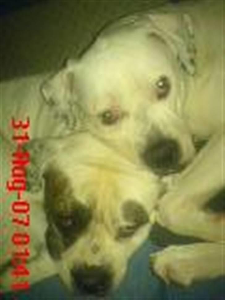 Amerikansk bulldog Winnie billede 5