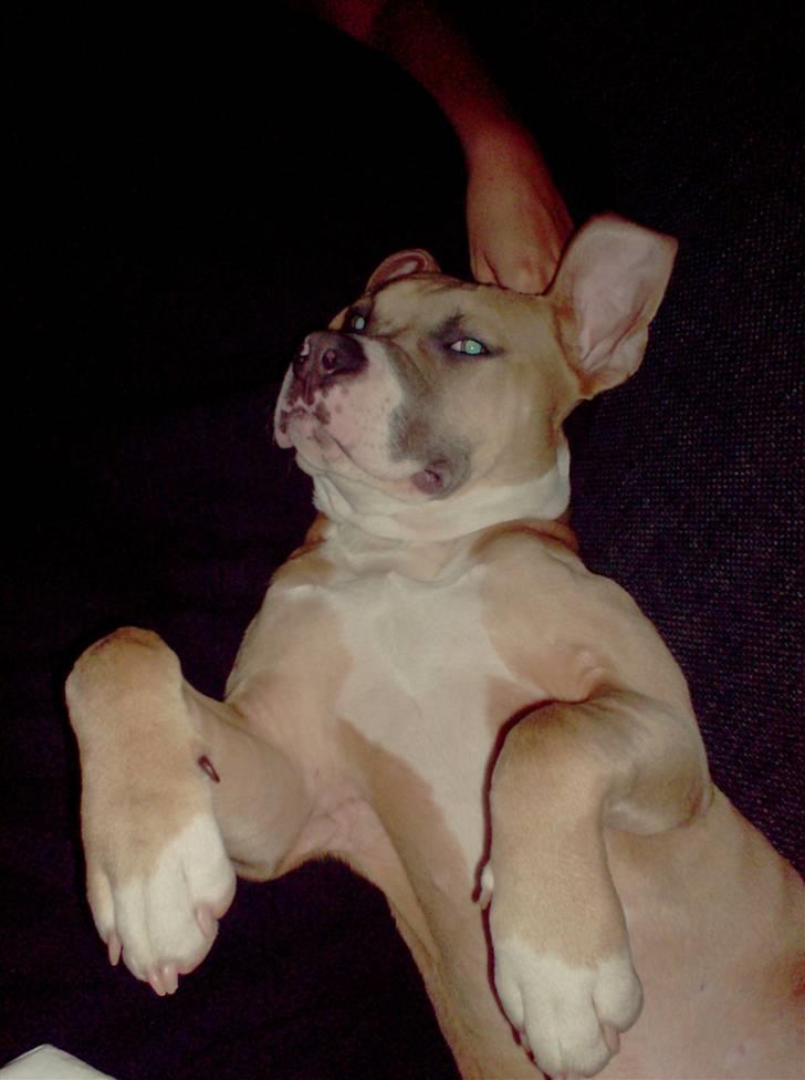 Amerikansk staffordshire terrier Milo billede 9