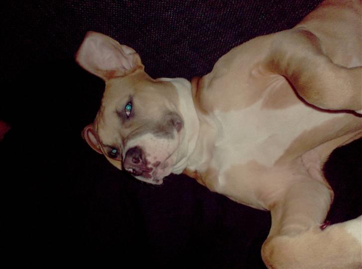 Amerikansk staffordshire terrier Milo billede 10