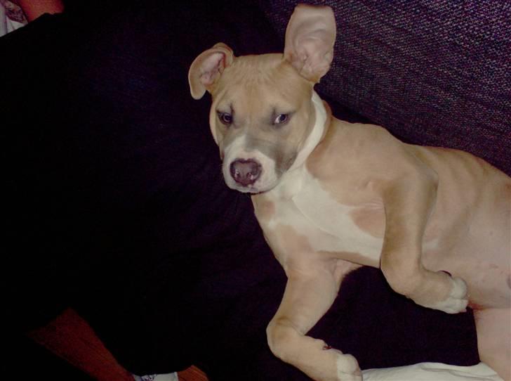 Amerikansk staffordshire terrier Milo billede 11