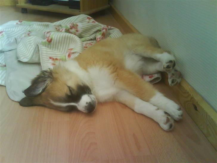 Blanding af racer Kira Cooper *R.I.P* - soooooooo tired ^^ kun et par dage efter vi havde hentet hende billede 1