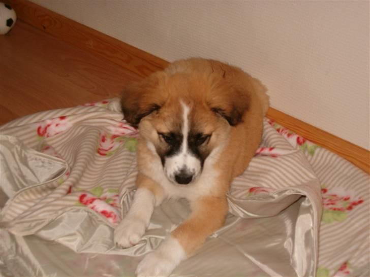 Blanding af racer Kira Cooper *R.I.P* - ``mig på mit nye tæppe´´ billede 2