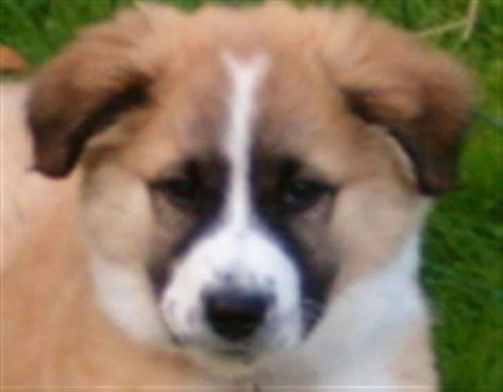 Blanding af racer Kira Cooper *R.I.P* - SNAPSHOT BLEV DER RÅBT billede 3