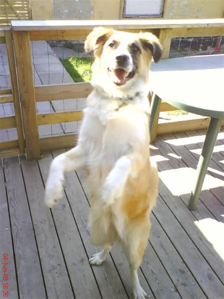 Blanding af racer Kira Cooper *R.I.P* - se hvad jeg kan^^ billede 4