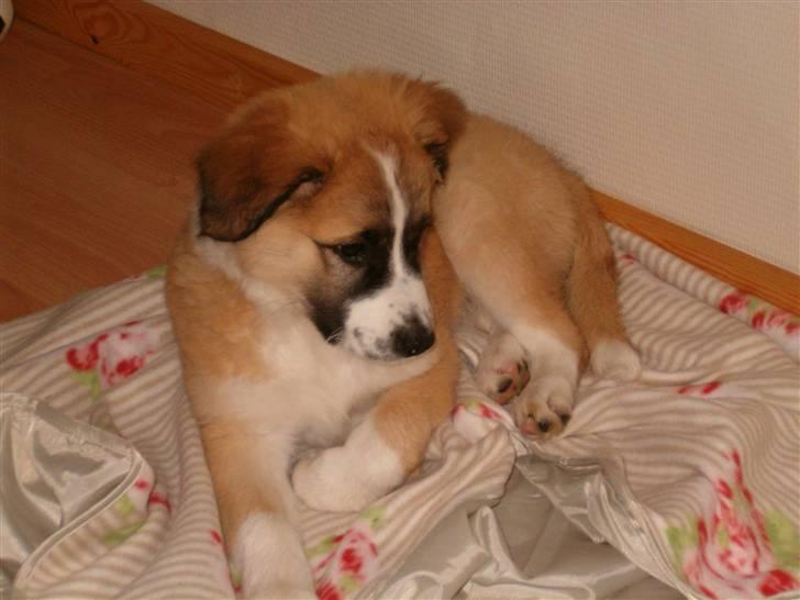 Blanding af racer Kira Cooper *R.I.P* - se en myre der er en myre seeeeee billede 5