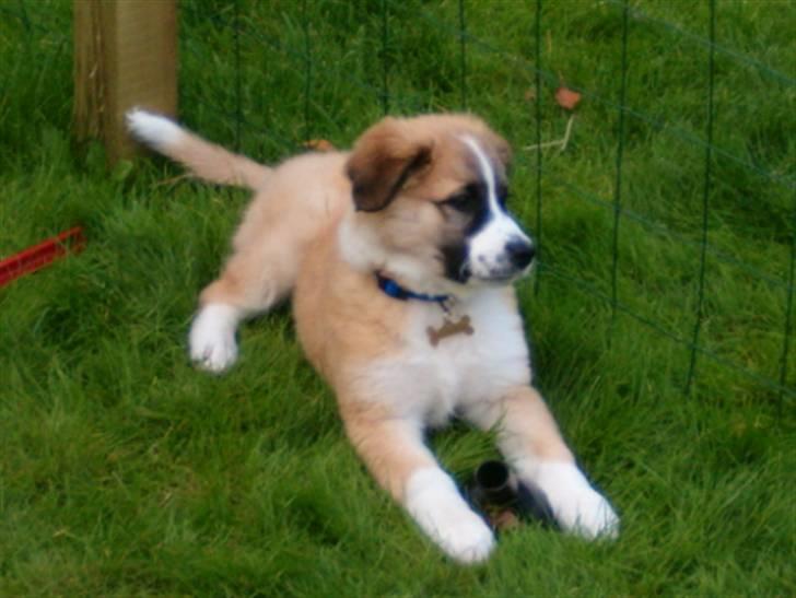 Blanding af racer Kira Cooper *R.I.P* - HUNDEGÅRDEN JUBIIIIIIIIIII billede 6