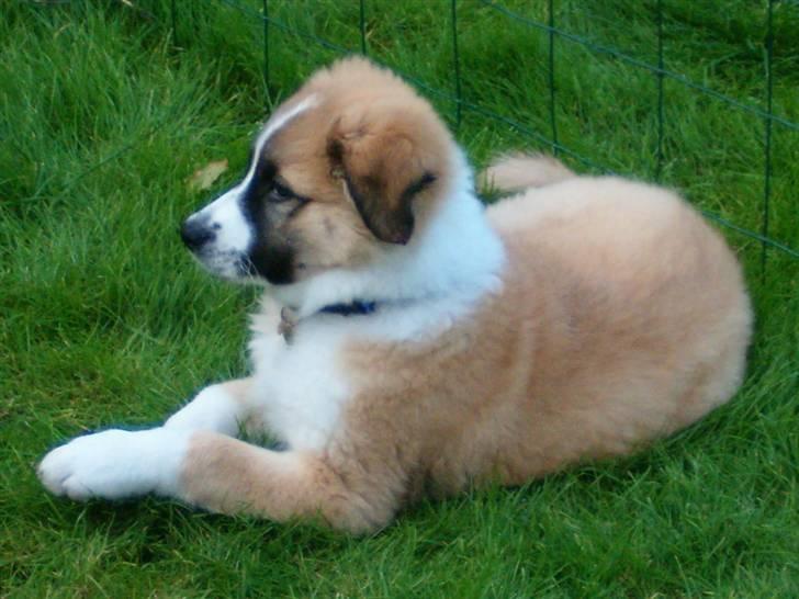 Blanding af racer Kira Cooper *R.I.P* - dejligt græs rrrrrrrraaawww billede 7