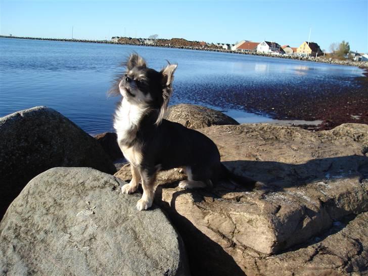 Chihuahua *Gorgeous <3* billede 15