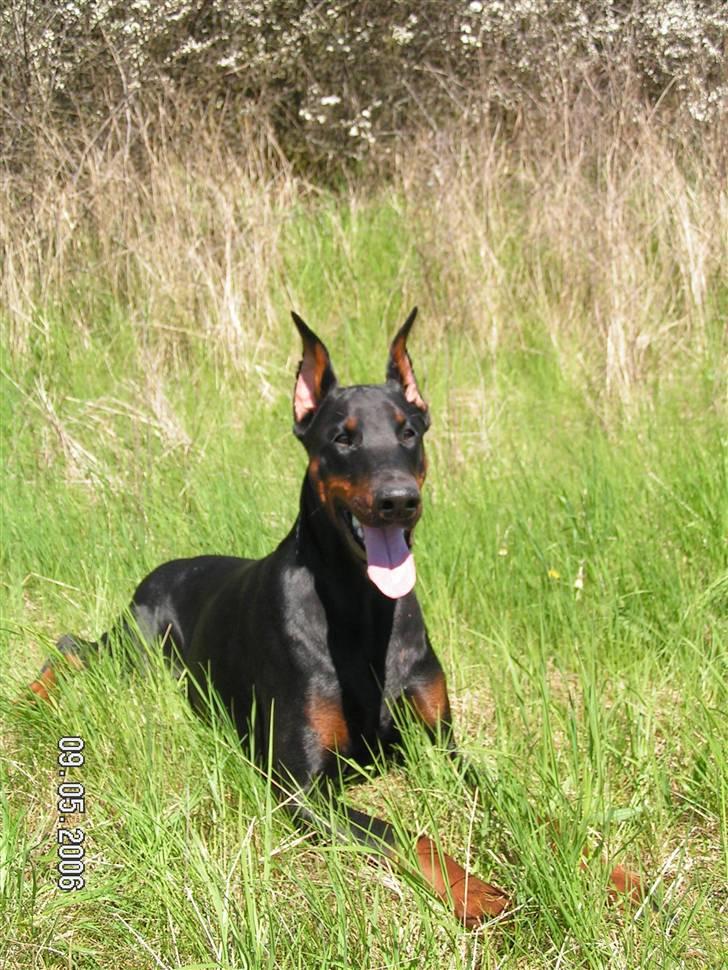 Dobermann iza billede 8
