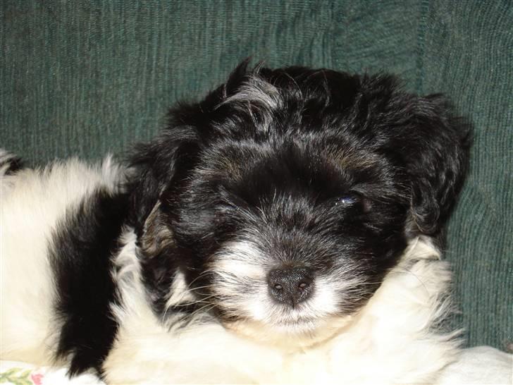 Løwchen Max billede 10