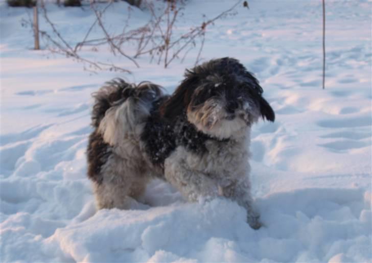 Løwchen Max billede 11