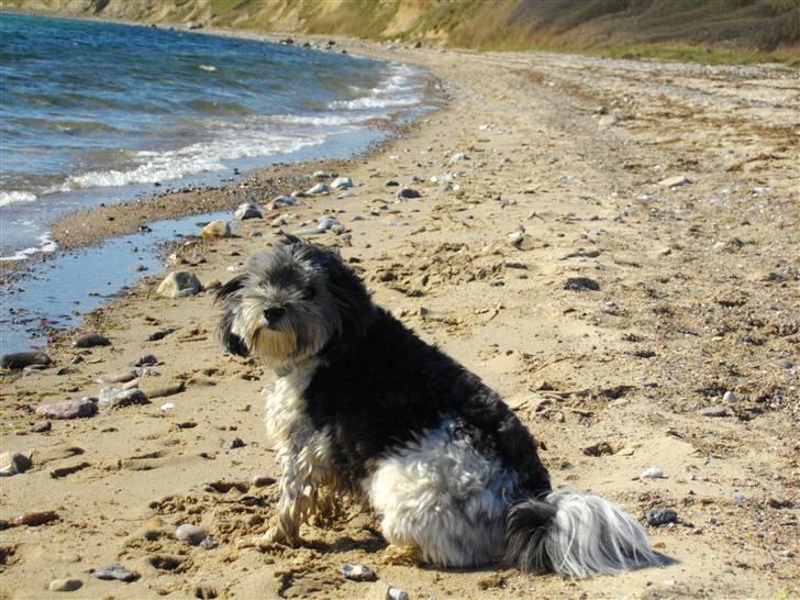 Løwchen Max billede 12